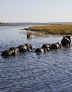 Namibia Botswana Safari