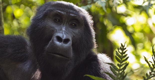 Berggorilla Uganda Wo am besten?
