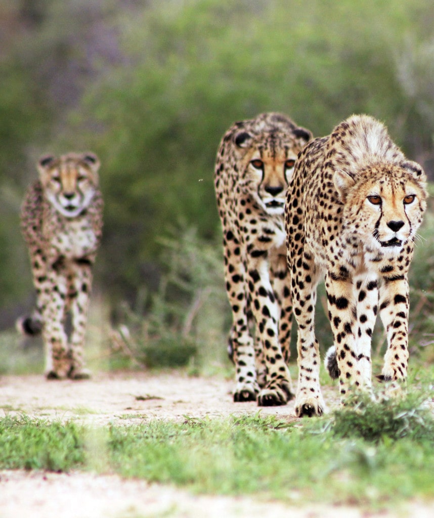 Highlights Namibia Selbstfahrer Reise Okonjima