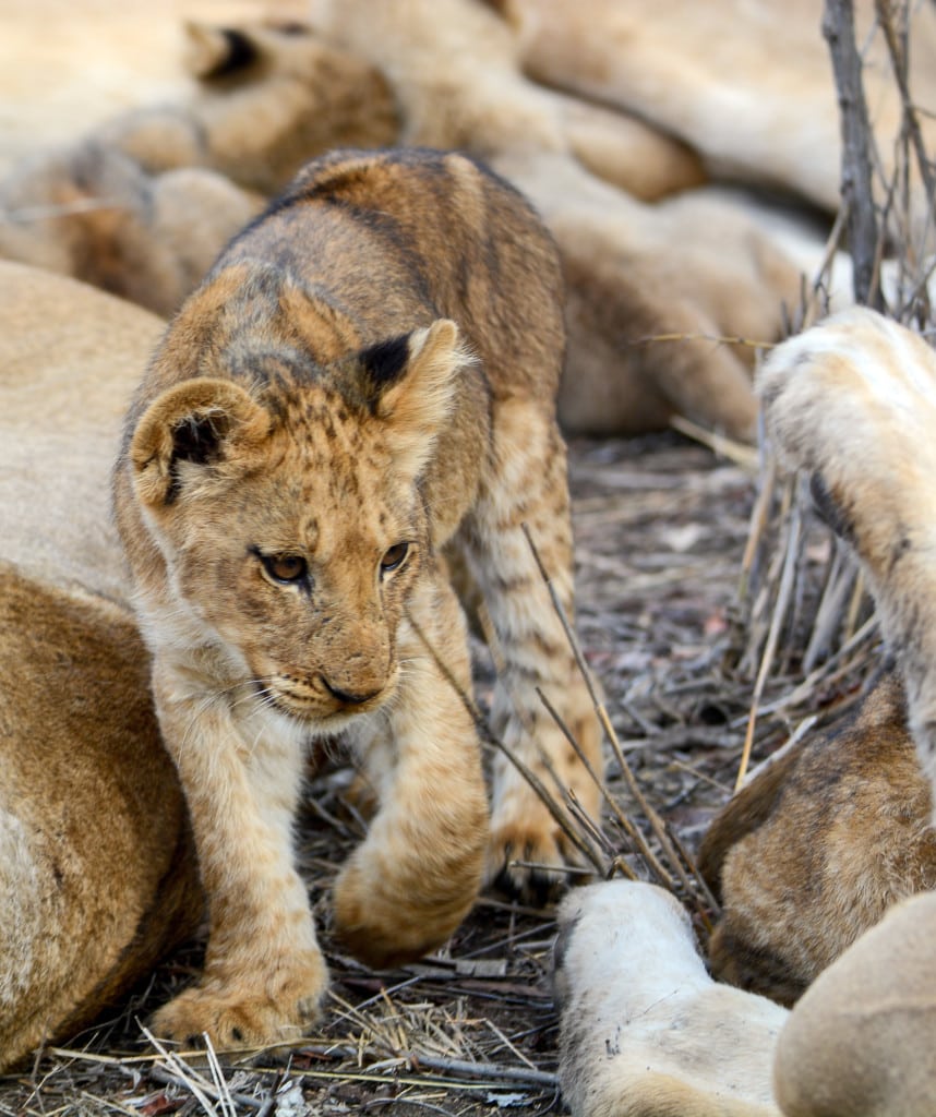 Krueger Nationalpark Suedafrika