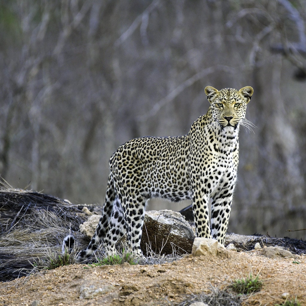 Leopard Selbstfahrertour Suedafrika