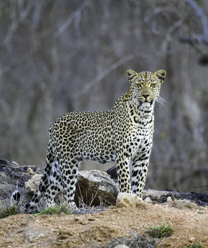 Safaris Sambia South Luangwa Nationalpark