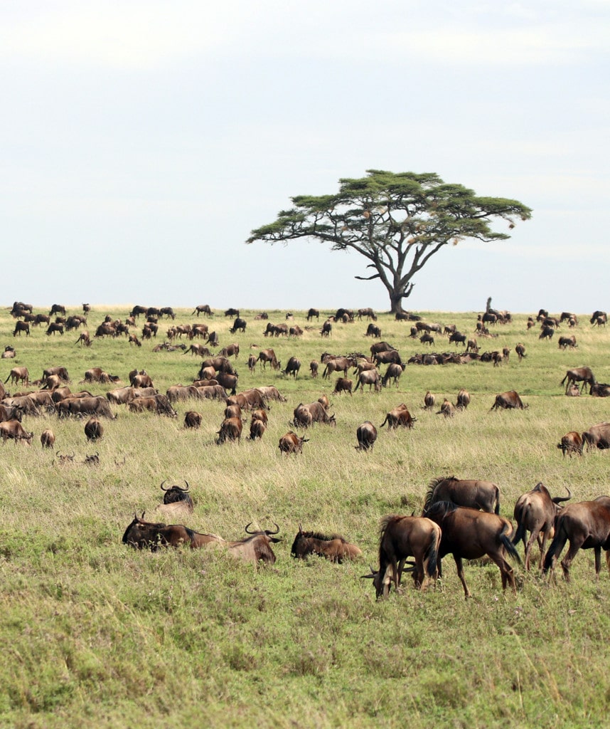 Safaris Kenia Masai Mara
