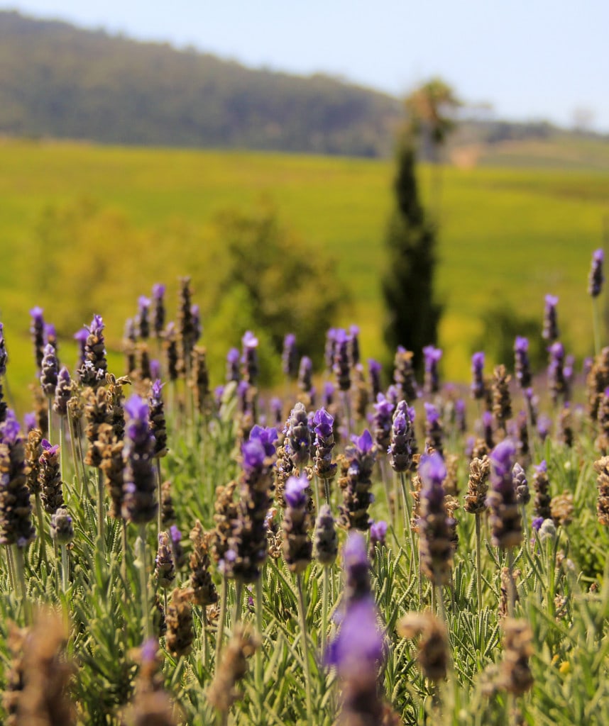 Selbstfahrer Garden Route Franschhoek