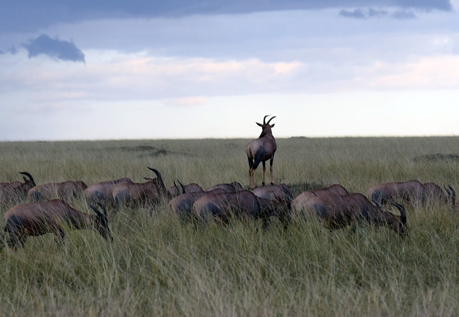 10 Tage Kenia Safari