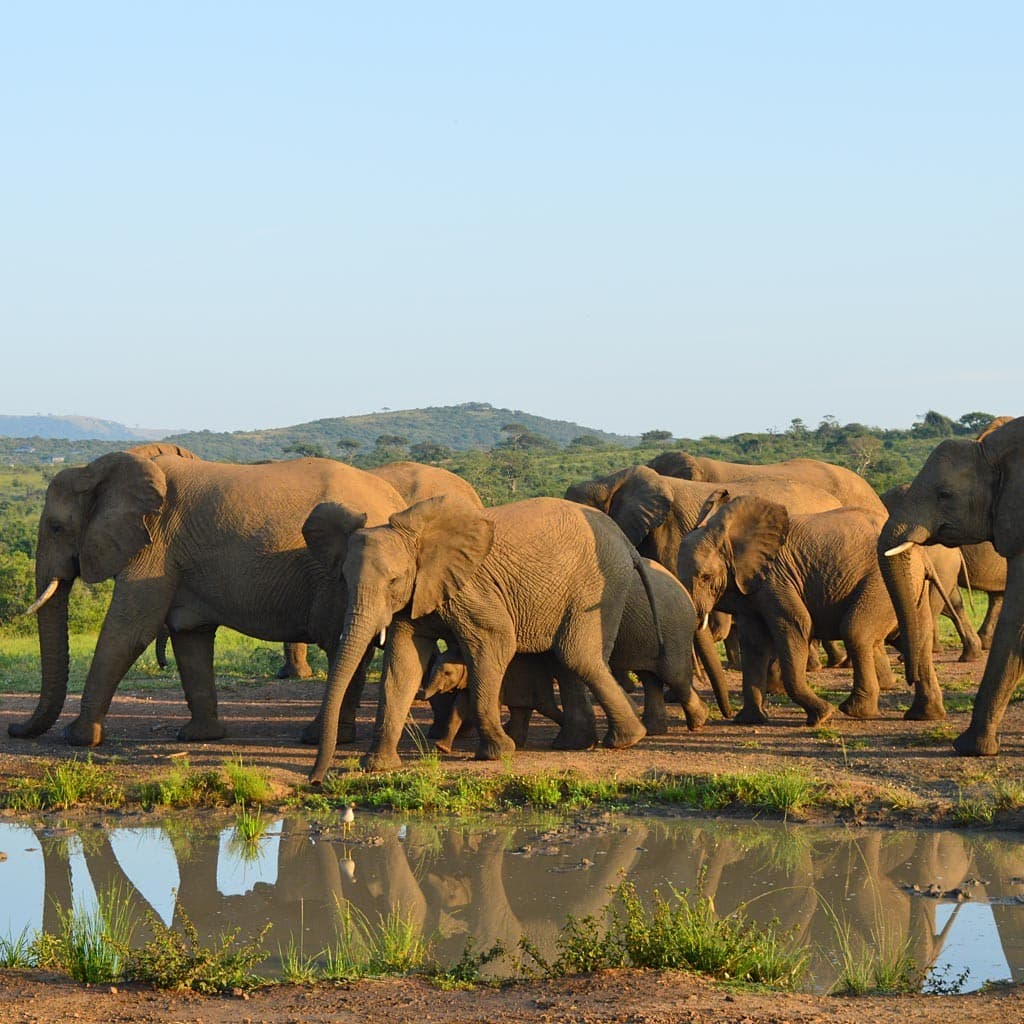 Elefanten drei Wochen Mietwagenrundreise