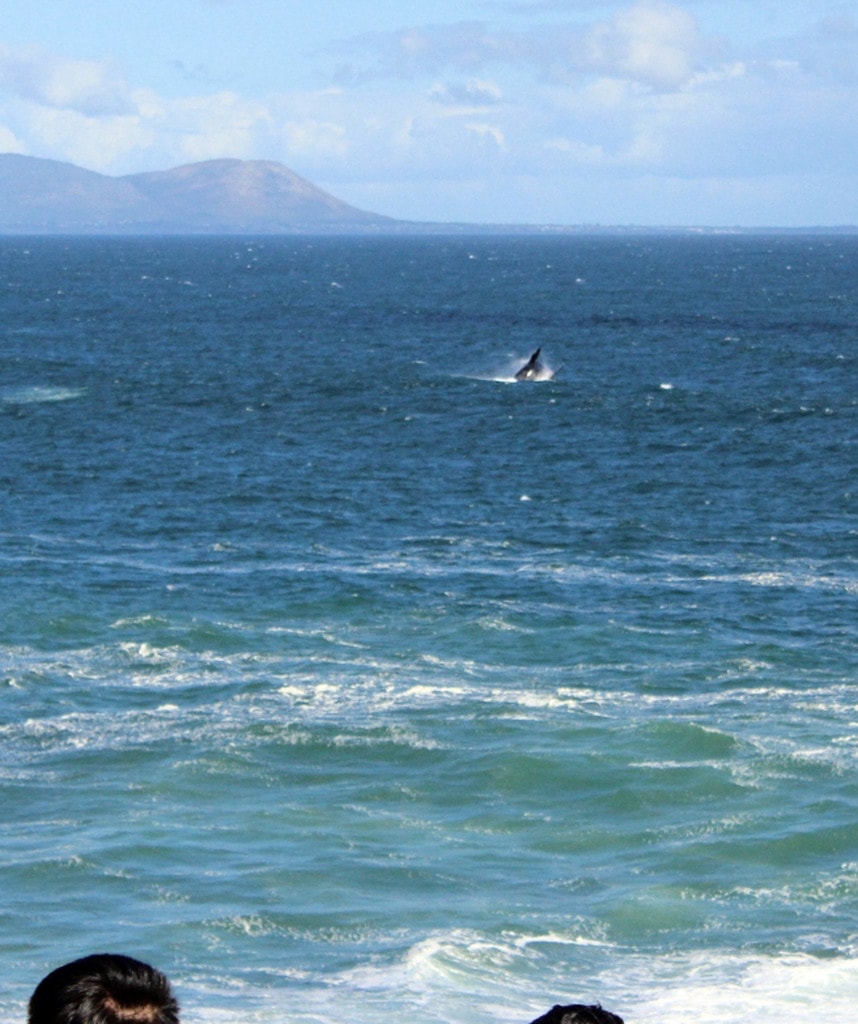 Gaansbaai Walbeobachtungen