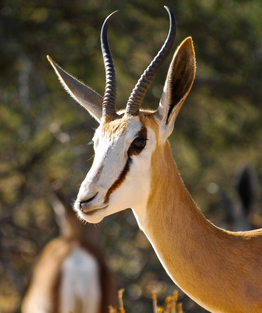 Highlights Namibia Botswana Roadtrip Etosha
