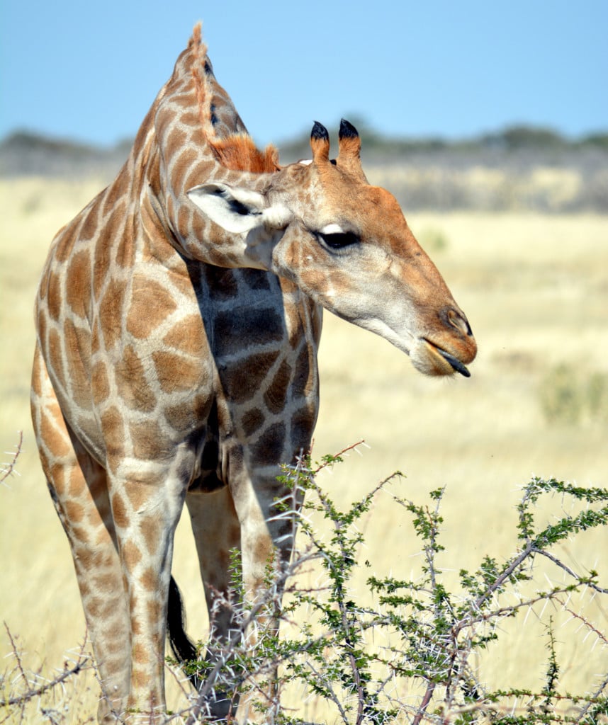 Highlights Namibia Botswana Rundreise Etosha