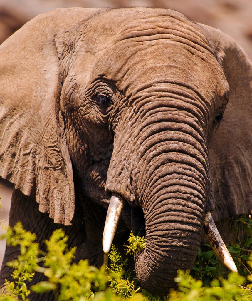 Highlights Namibia Norden Rundreise Damaraland Wuestenelefant