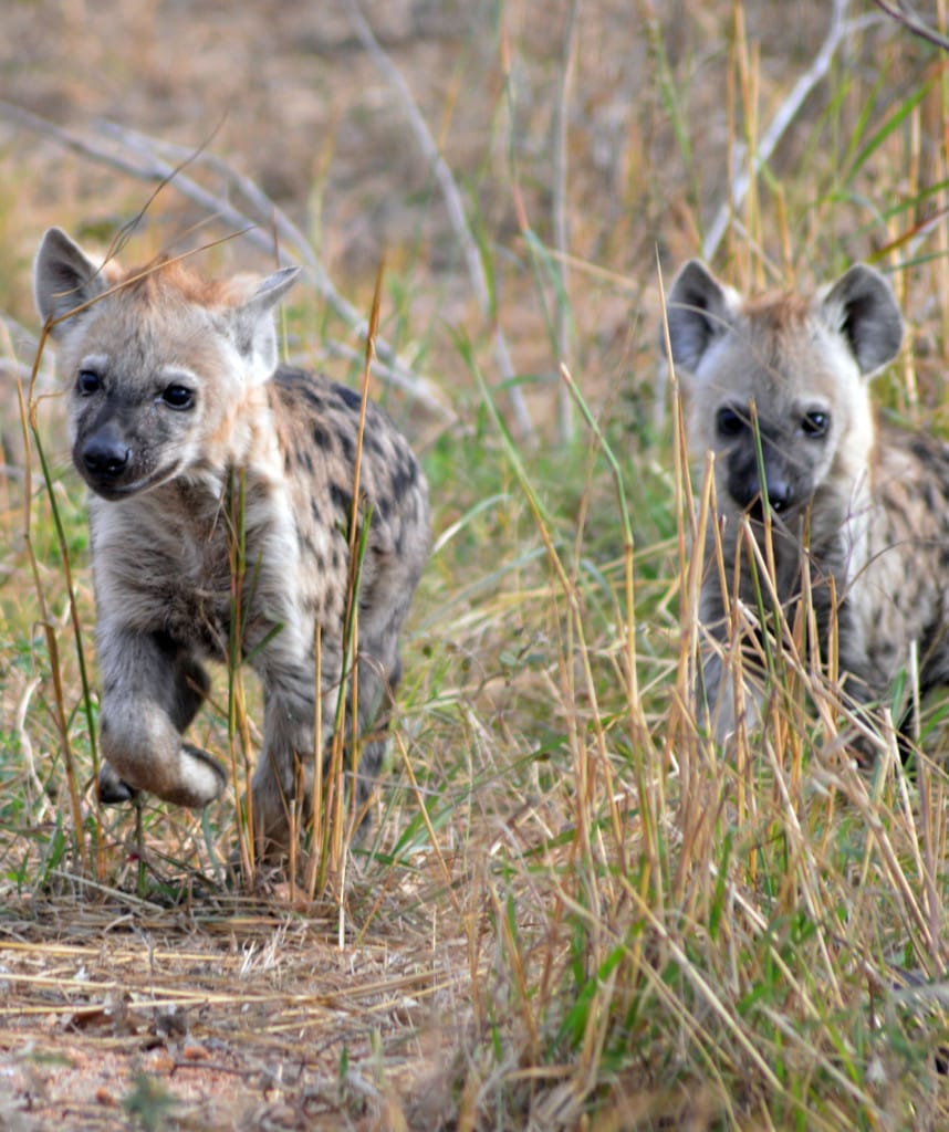 Kruger Nationalpark Hyaene Suedafrika