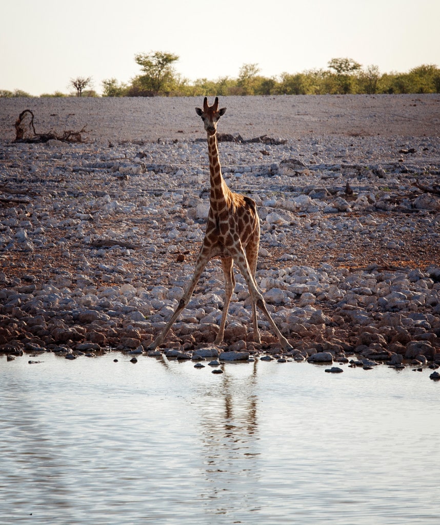 Safaris Namibia Etosha