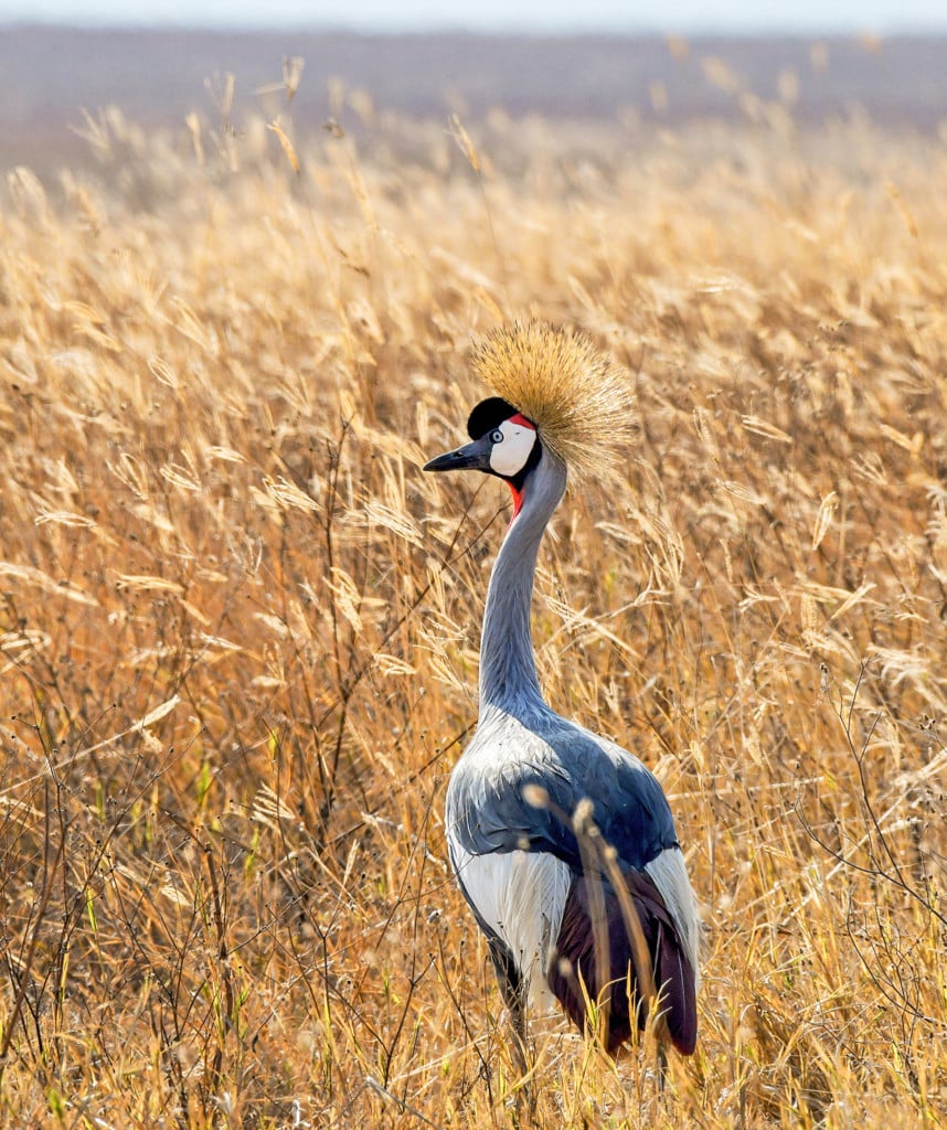 Safaris Kenia Lake Nakuru