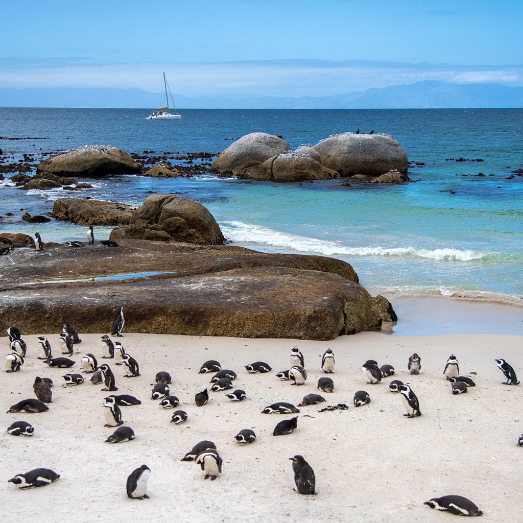 Selbstfahrer Suedafrika Rundreise Pinguine