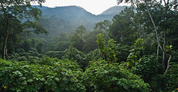 Wo kann man Gorillas sehen Regenwald