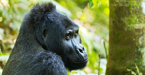 Bester Ort Gorilla Trekking