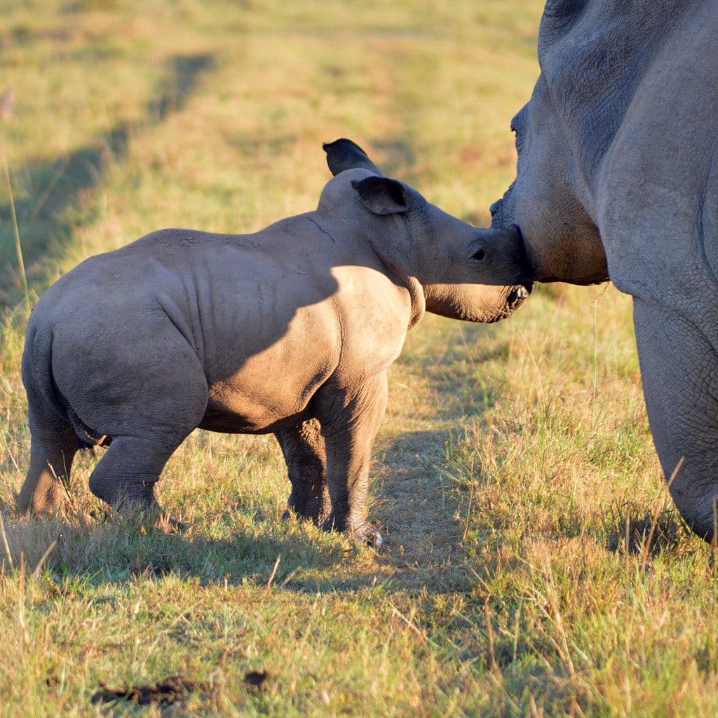 Garden Route Selbstfahrer