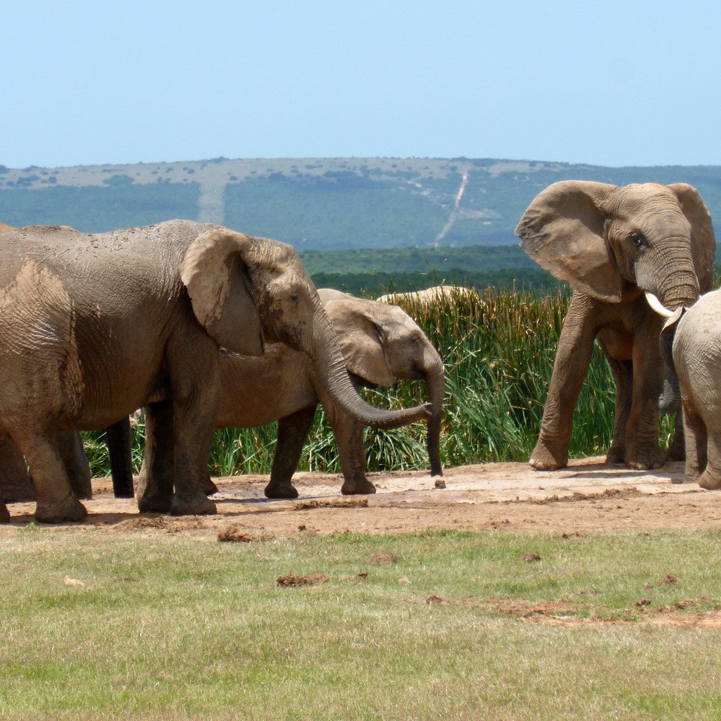 Garde Route Selbstfahrer Addo Elephant