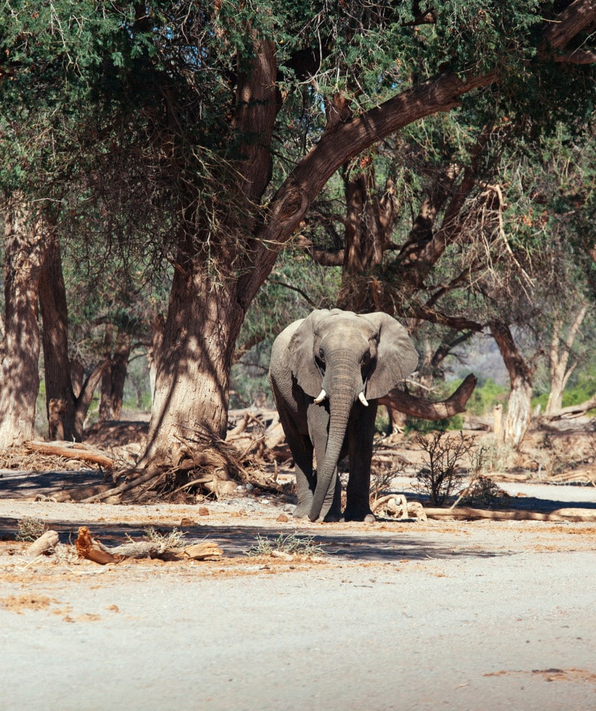 Highlights Namibia Selbstfahrer Reise Damaraland