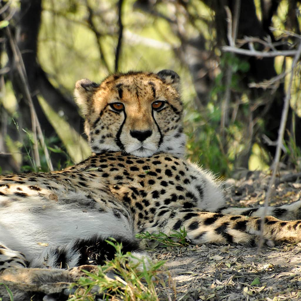 Individual Roadtrip Namibia Botswana