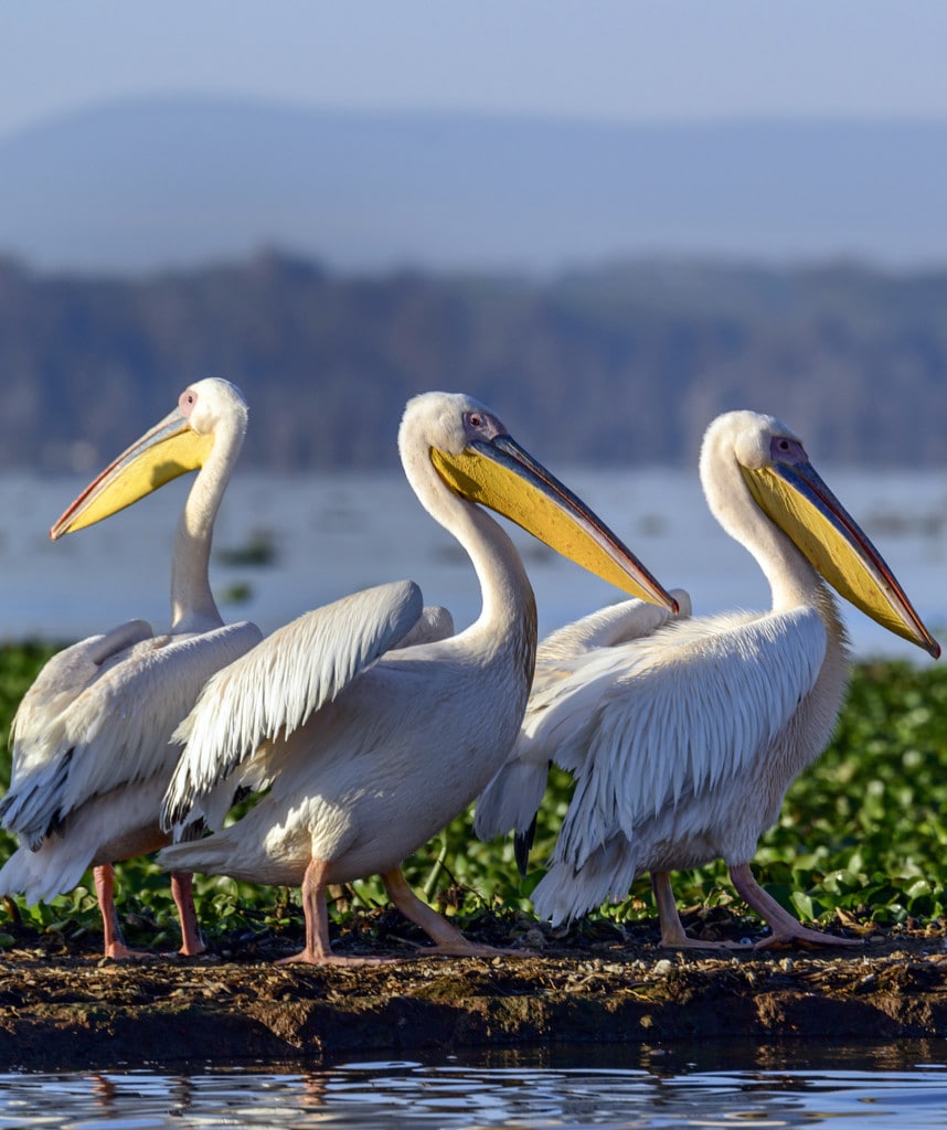 Safaris Kenia Naivasha