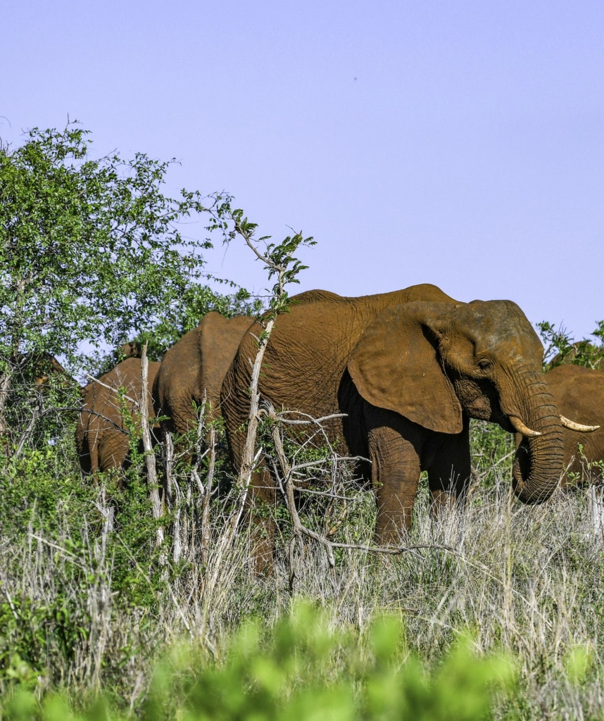 Addo Elephant Park Südafrika