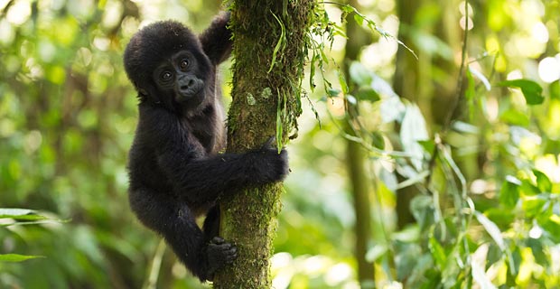 Gorillas in freier Natur sehen. Wo?