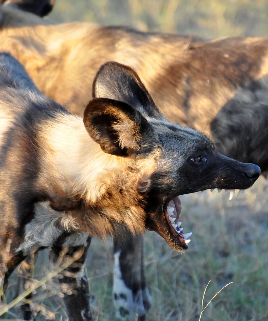 Safaris Sambia Kafue Nationalpark
