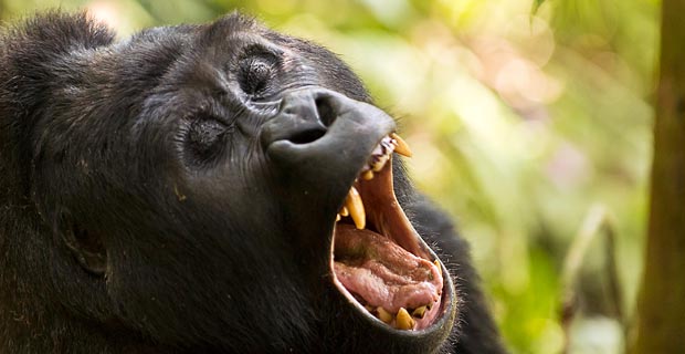 Gorilla Trekking wo am besten Uganda Ruanda