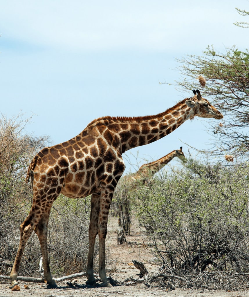 Highlights Namibia Norden Rundreise Etosha