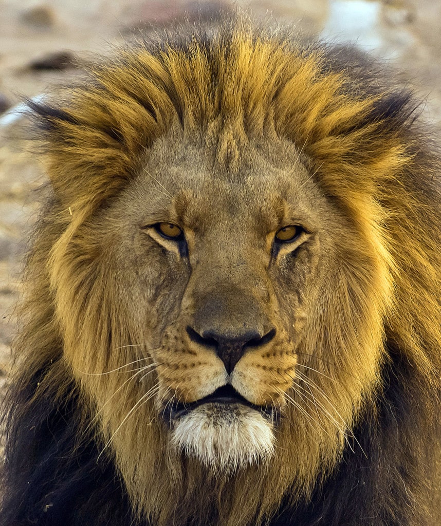 Highlights Namibia Rundreise Selbstfahrer Etosha Loewe