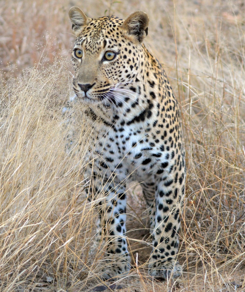 Kariega Game Reserve Suedafrika