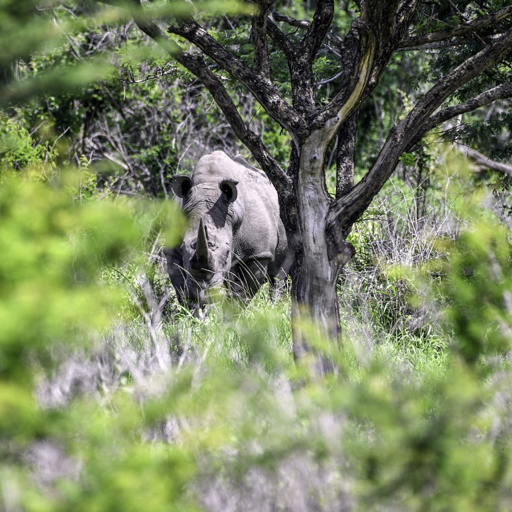 Nashorn Hluhluwe-Imfolozi Suedafrika