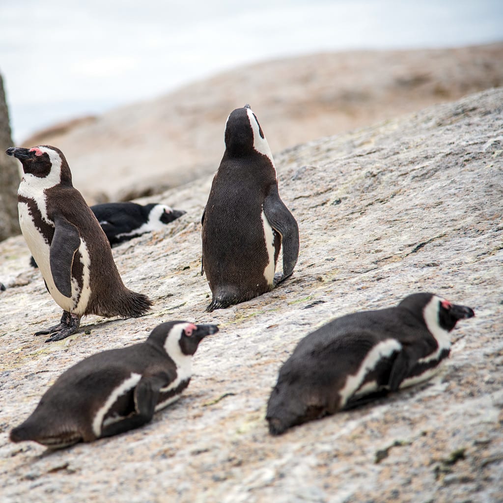 Pinguine Boulders Beach Suedafrika