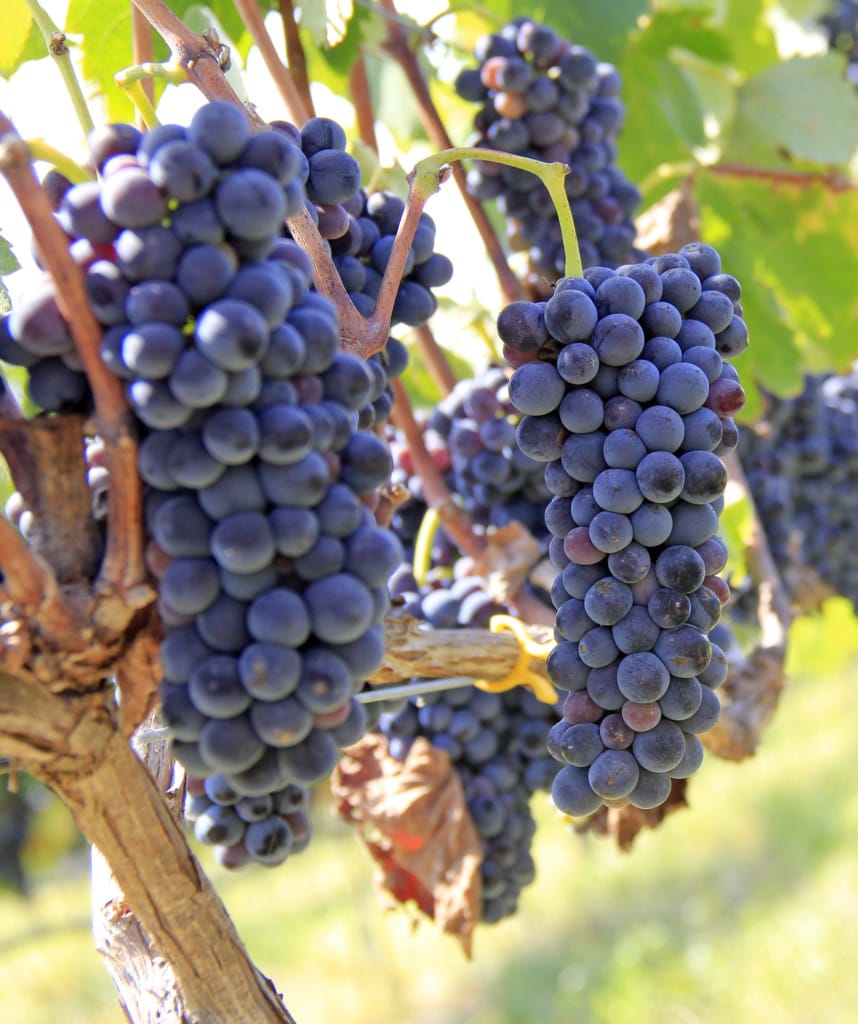 Stellenbosch Selbstfahrer Rundreise