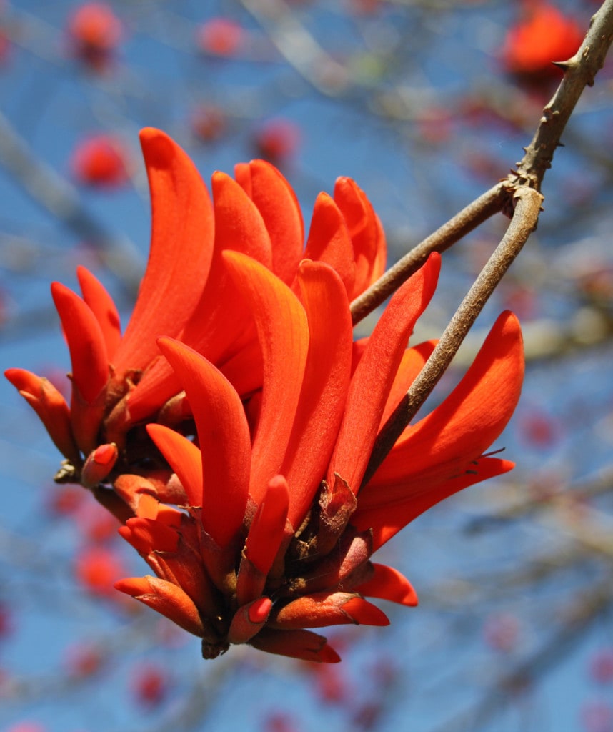 Winelands Suedafrika