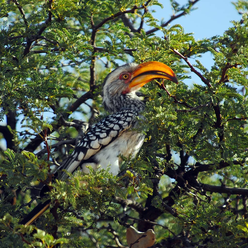 Rundreise Selbstfahrer Namibia Botswana