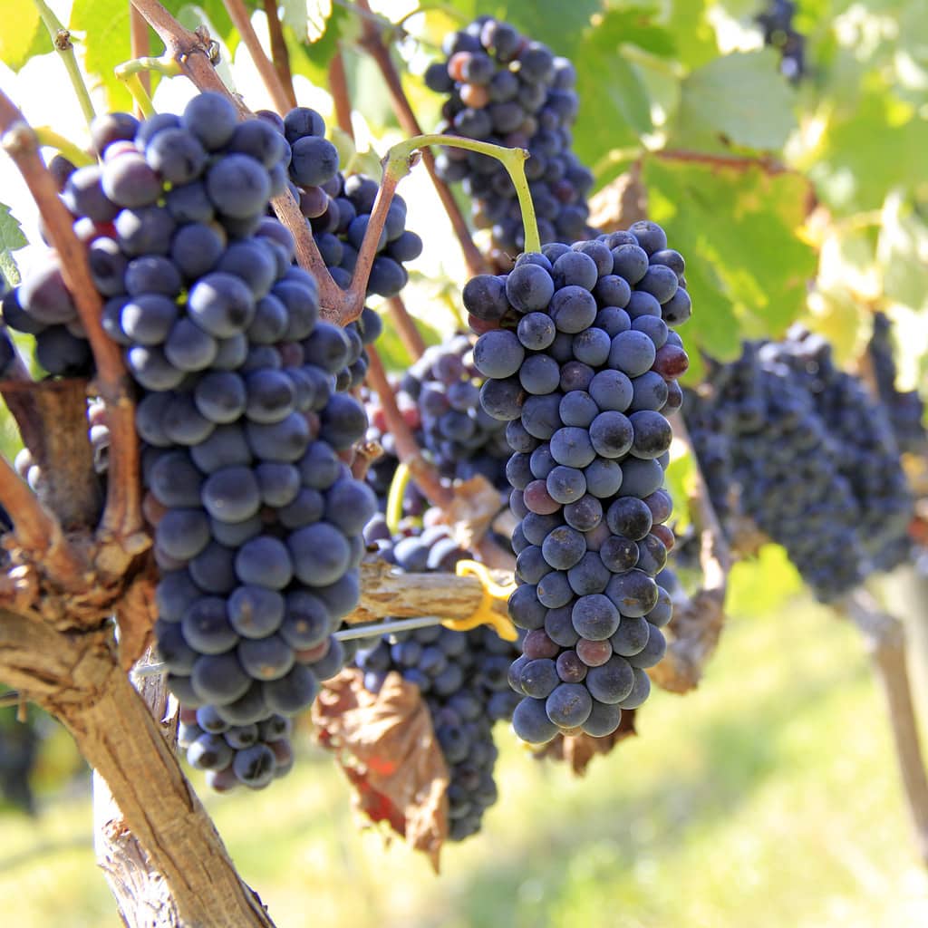 Winelands Mietwagen Rundreise