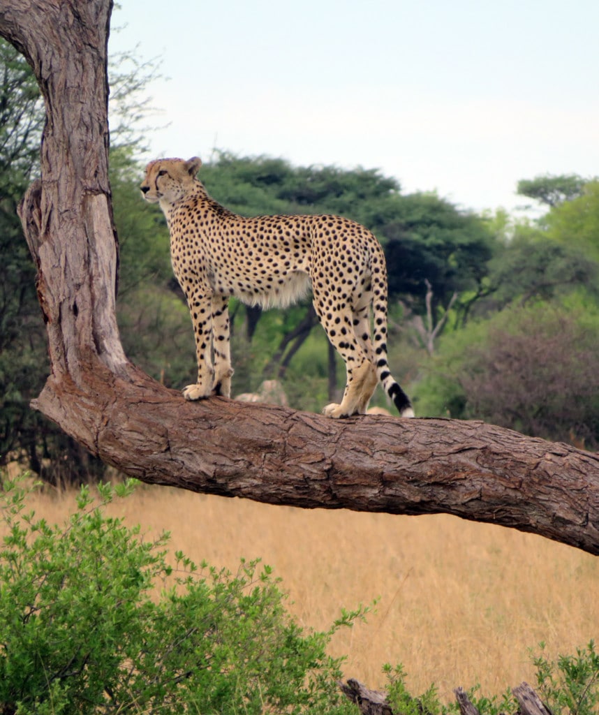 Gepard Hwange Gruppenreise