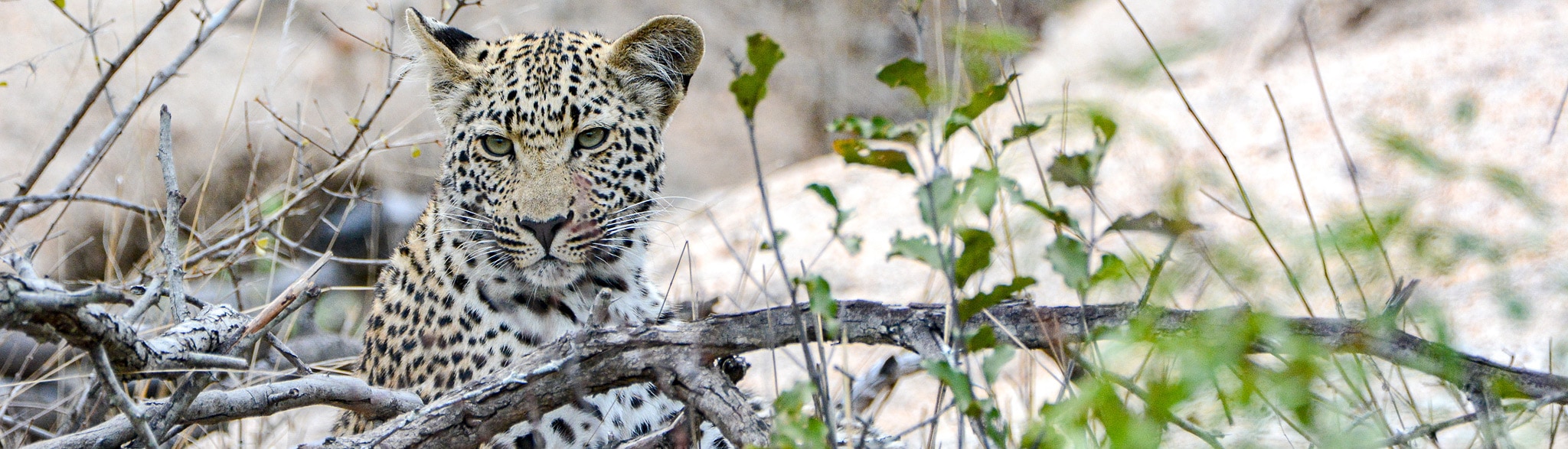 Südafrikas Highlights