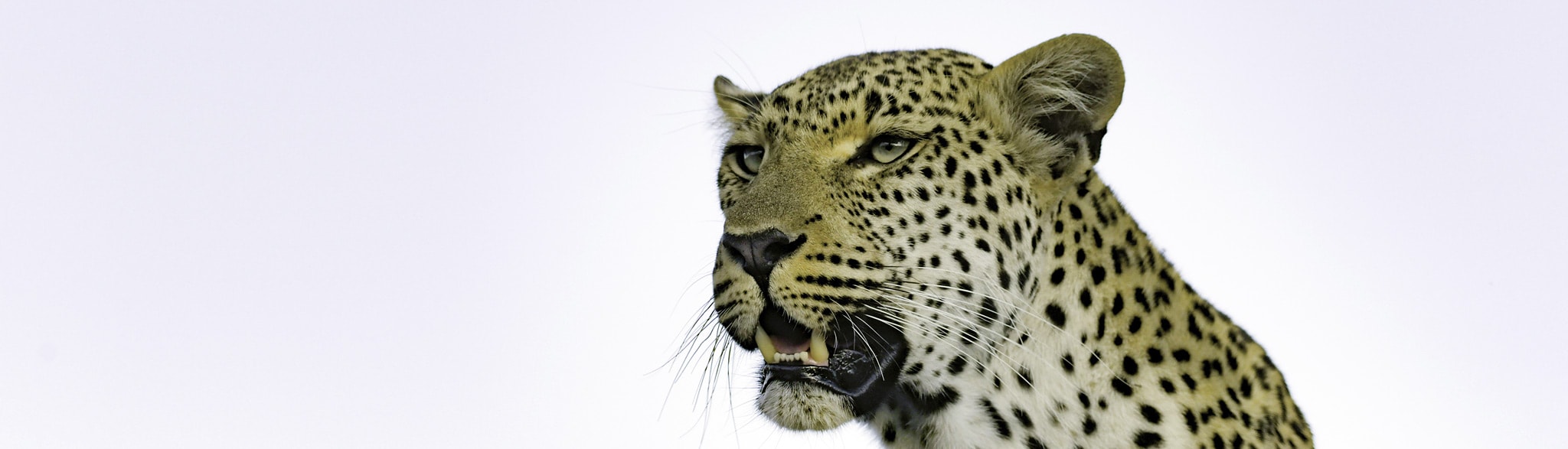 Leopard Selbstfahrertours Suedafrika