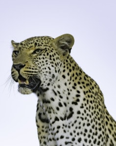 Leopard Selbstfahrertours Suedafrika