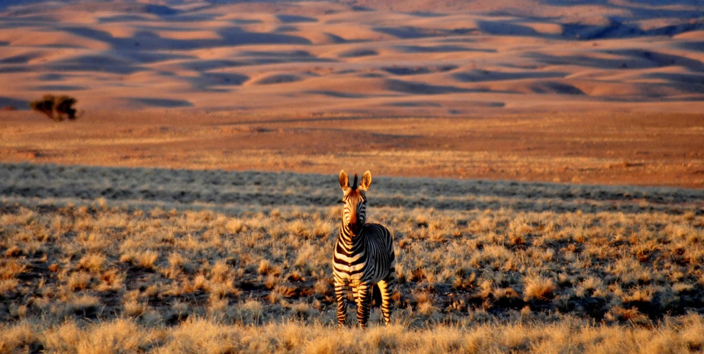 Safaris Namibia