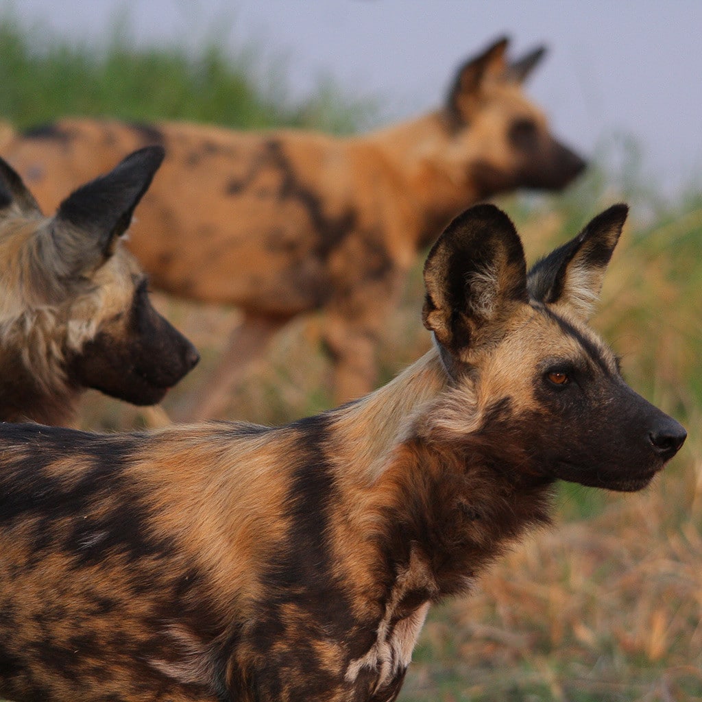 Botswana Camping Reise