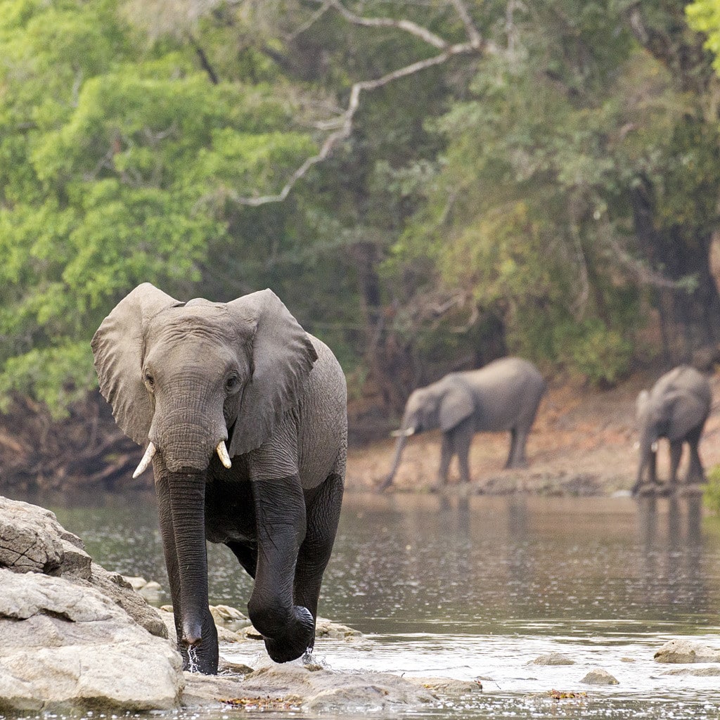 Elefant in Sambia Afrika Safari