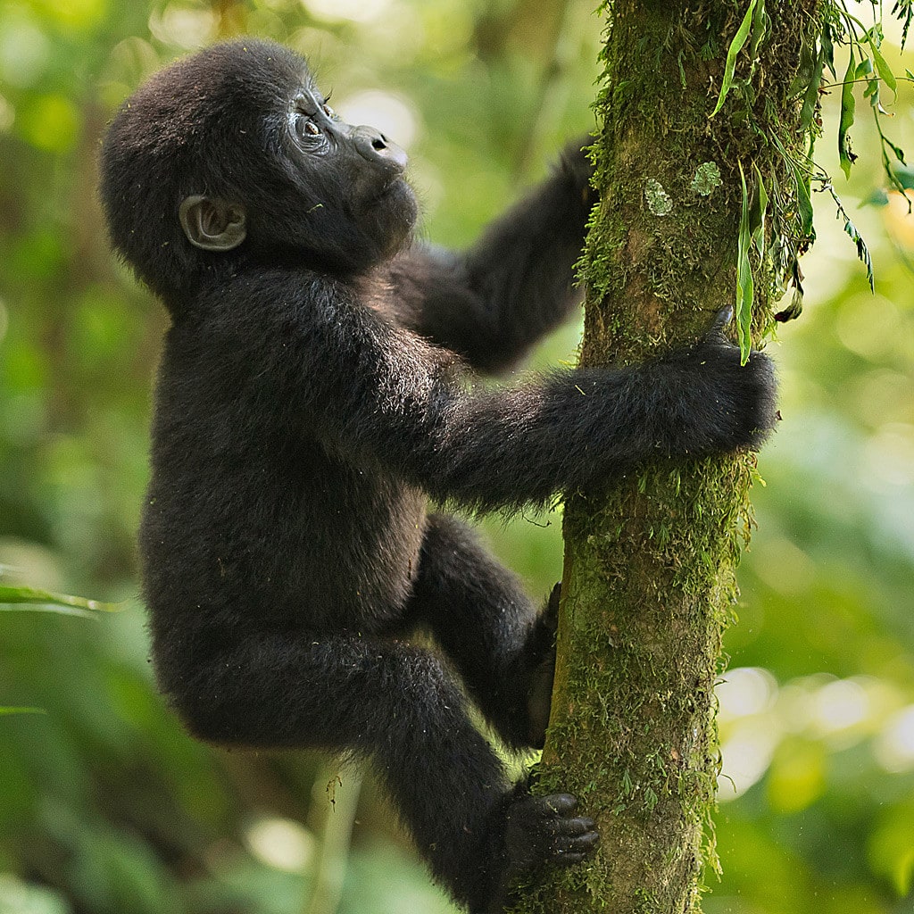 Entebbe Gorilla Safari