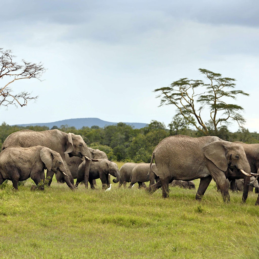 Elefantenherde auf Fly-In Safari in Kenia