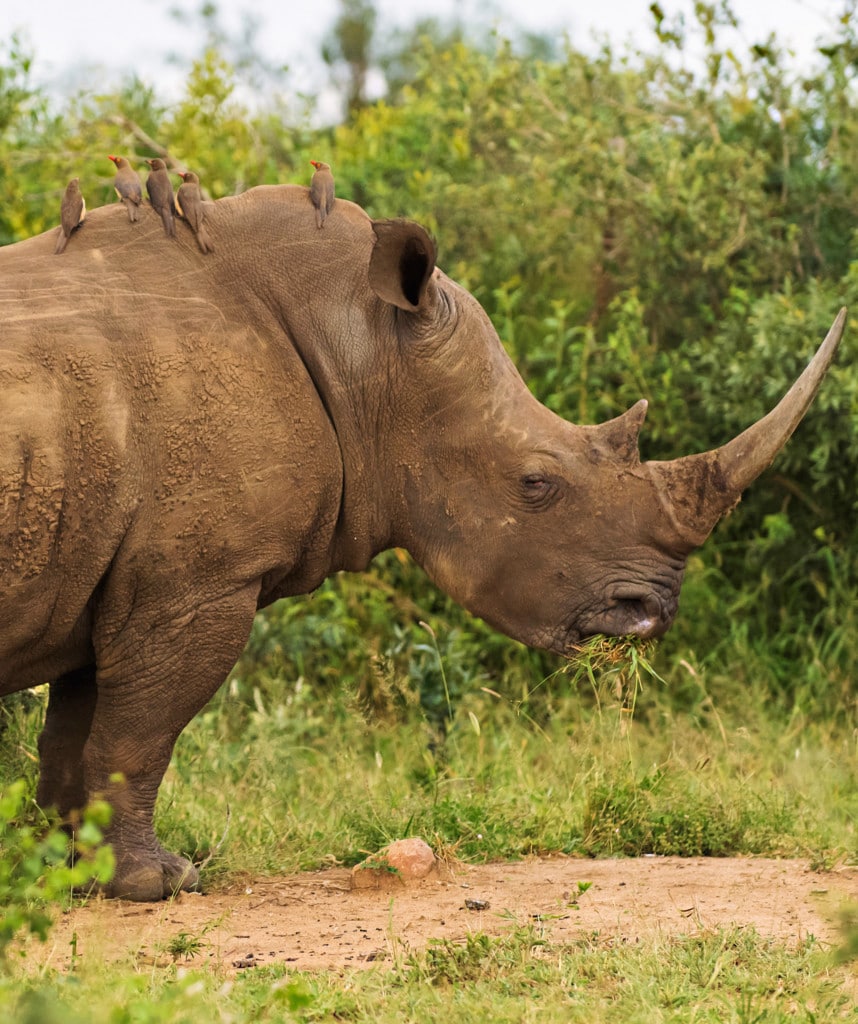 Nashorn Privatsafari Uganda