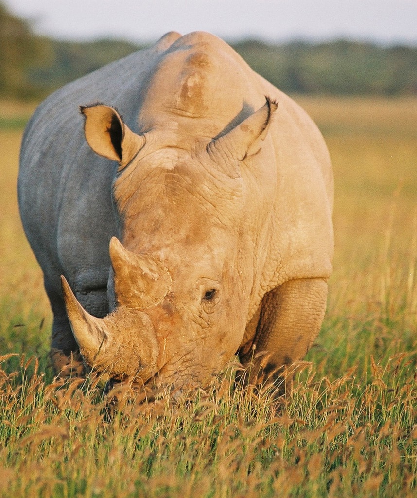 Camping Safari Botswana Khama Rhino