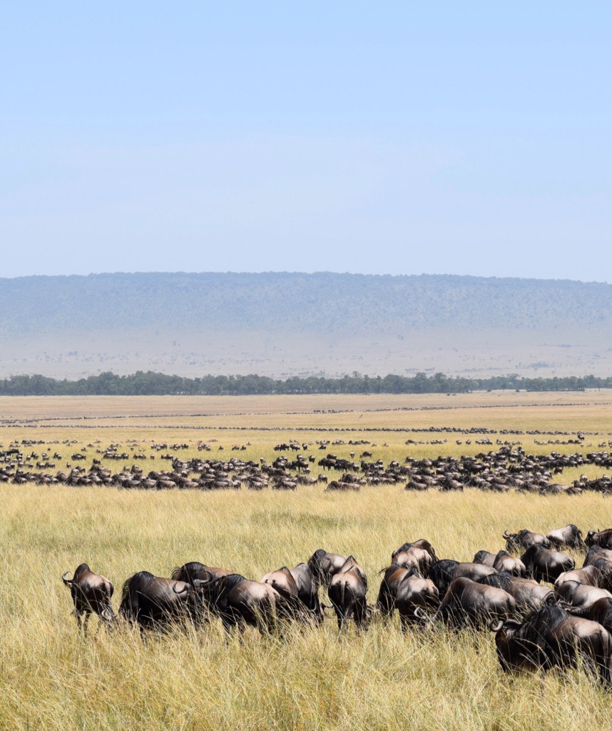 Highlights Gruppenreise Kenia Tansania Masai Mara